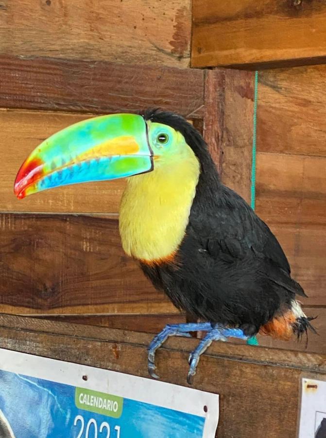 Palm Beach Hostal Guachaca Luaran gambar